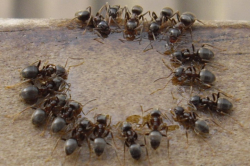 ants-500x333